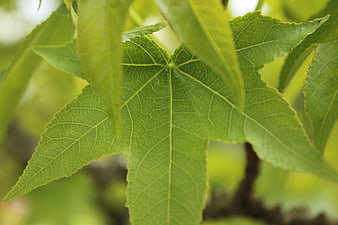 Close-up of vibrant green maple leaf with detailed veins