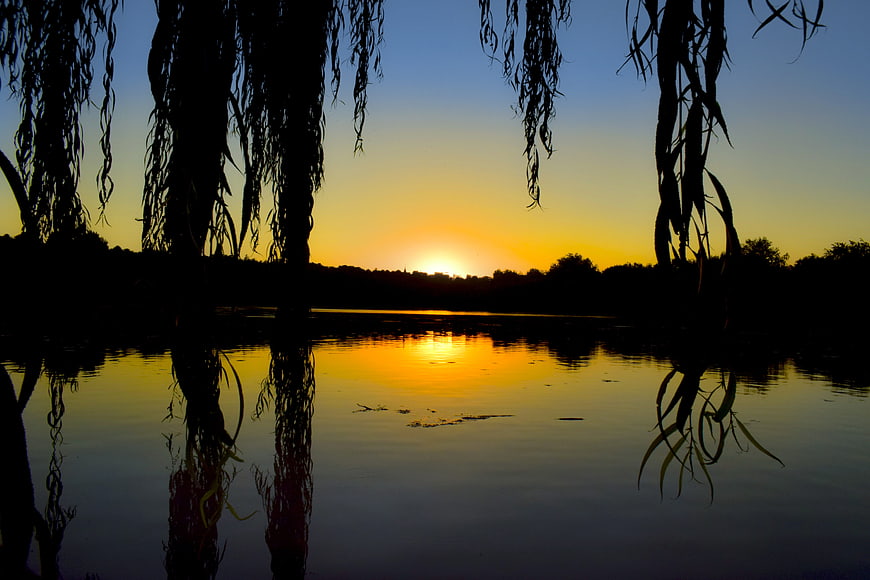 Serene Sunset Reflection Through Silhouetted Willow Branches