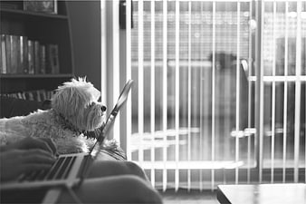 Black and white photo of dog watching person work on laptop