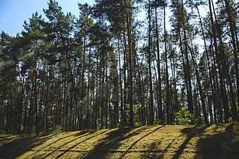 Tall pine forest with long shadows on grassy hill