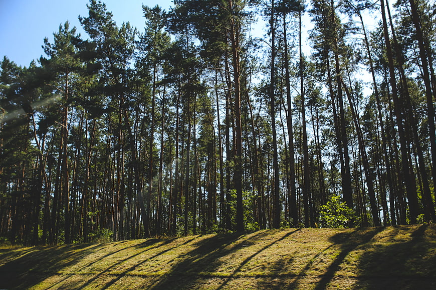Tall pine forest with long shadows on grassy hill
