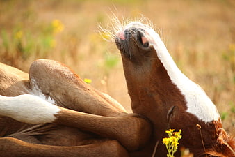 Close-up of a brown and white foal resting in a summer pasture