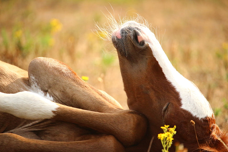 Close-up of a brown and white foal resting in a summer pasture