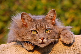 Close-up of a fluffy gray tabby cat with yellow eyes