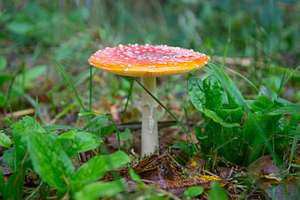 Vibrant Fly Agaric Mushroom in Forest Undergrowth