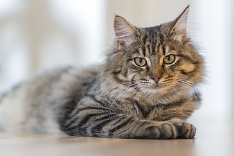 Fluffy Tabby Cat Lying Down with Green Eyes