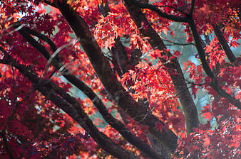 Vibrant Red Autumn Maple Leaves and Dark Branches