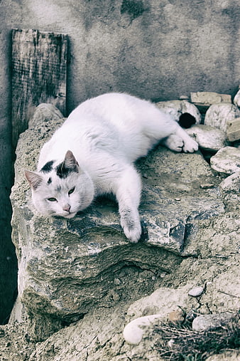 White Cat Resting on Textured Rock Outcrop