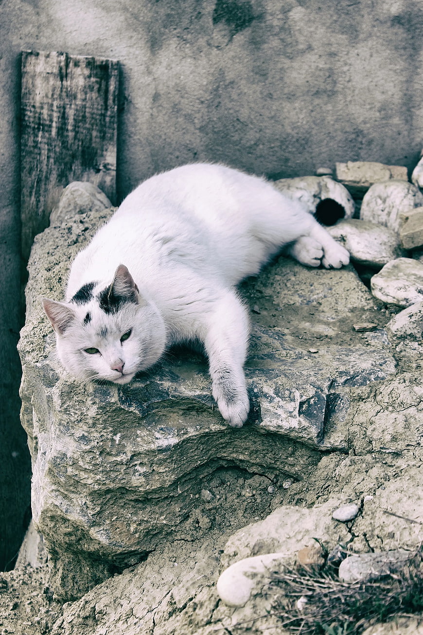 White Cat Resting on Textured Rock Outcrop