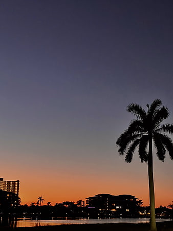 Silhouette of Palm Tree Against Orange Sunset Sky