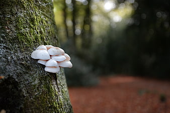 White mushrooms growing on mossy tree trunk in forest