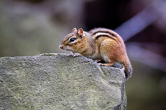 Cute chipmunk perched on a mossy rock in nature
