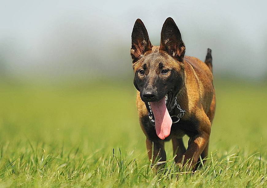Energetic Belgian Malinois Running in Green Grass Field