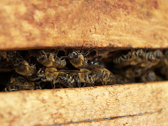 Close-up of honey bees clustered in a wooden hive entrance