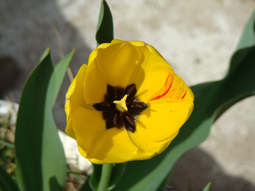 Close-up of a vibrant yellow tulip with dark center