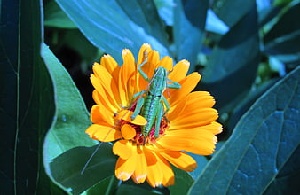Green grasshopper on bright orange calendula flower close-up