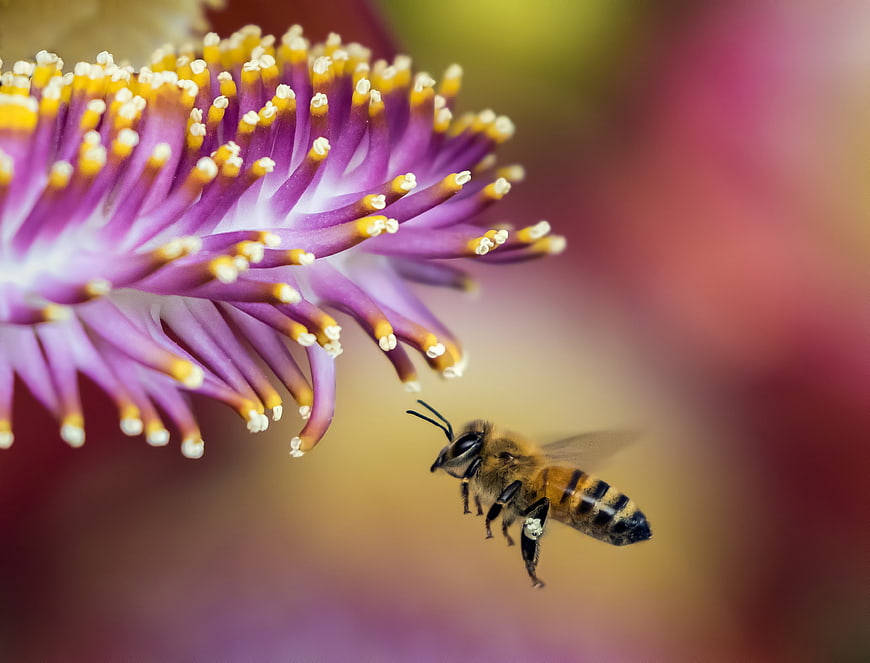 Macro shot of honeybee flying near purple flower stamen
