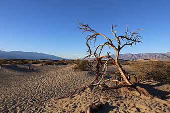 Dead Tree in Desert Landscape with Distant Mountains and Hikers