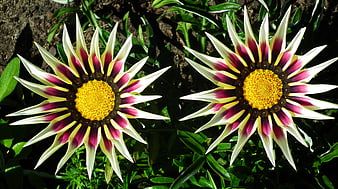 Close-up of two vibrant gazania flowers in a garden