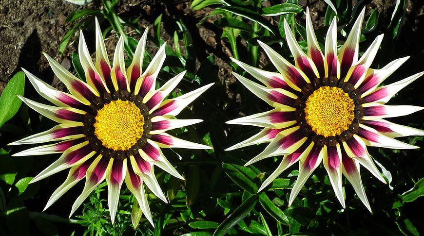 Close-up of two vibrant gazania flowers in a garden