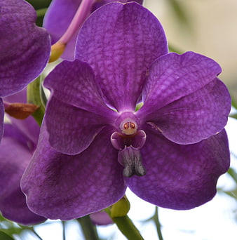 Close-up of vibrant purple orchid flower