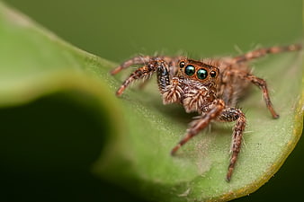 Close-up of a Jumping Spider on a Green Leaf