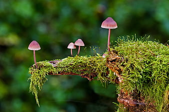 Pink mushrooms growing on mossy branch in forest