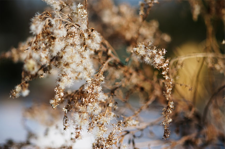 Close-up of dried white wildflowers in autumn sunlight