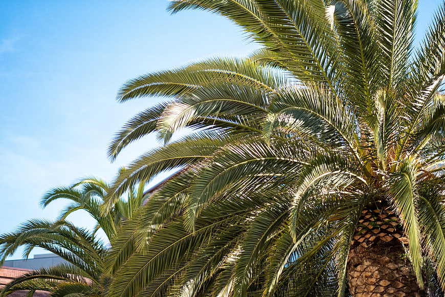 Low angle view of lush palm tree fronds against blue sky