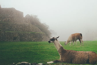 Llamas grazing near ancient stone ruins in foggy landscape