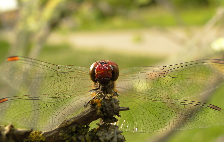 Close-up of a Red Dragonfly Perched on a Branch