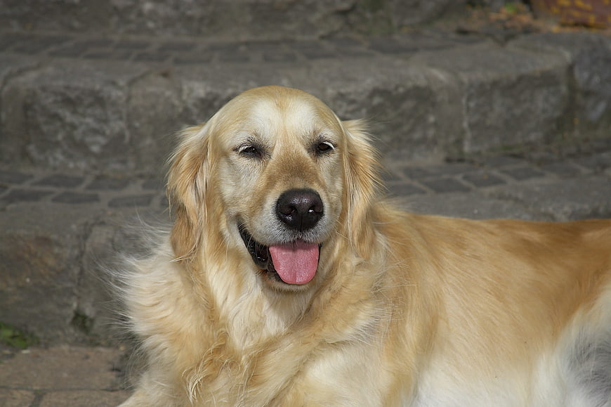 Happy Golden Retriever Portrait on Stone Steps