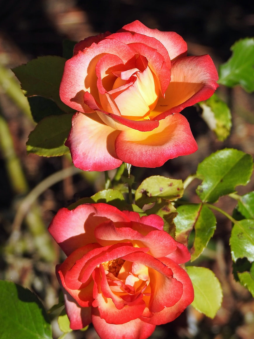 Vibrant Orange and Red Roses in Sunlight