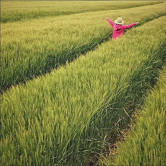 Woman in Pink Jacket Standing in Green Wheat Field