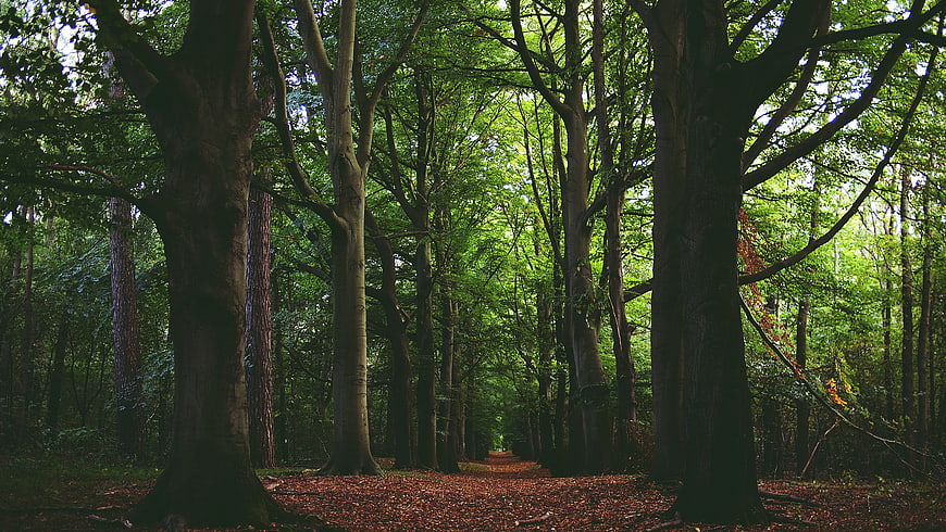 Majestic Forest Path with Tall Trees and Green Canopy