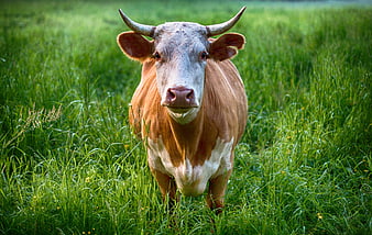Brown and White Cow in Green Pasture