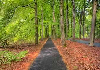 Paved path through green forest with red leaf litter