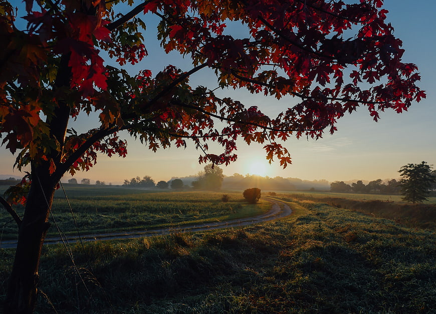 Autumn sunrise through red maple leaves over misty rural landscape