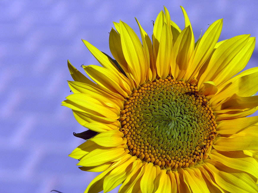 Close-up of a vibrant yellow sunflower against a blue sky