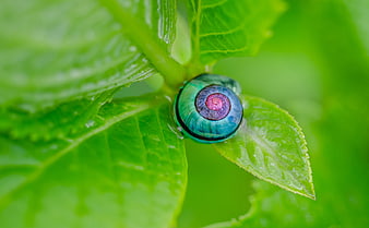 Macro of Colorful Snail Shell on Green Leaf