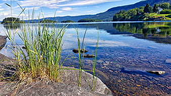 Serene Norwegian Fjord Landscape with Clear Water and Reeds