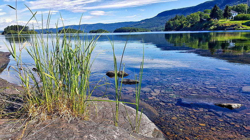 Serene Norwegian Fjord Landscape with Clear Water and Reeds