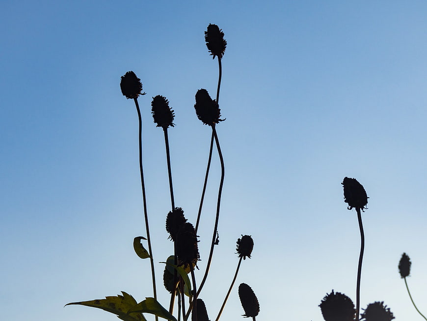 Silhouetted Wildflowers Against Blue Sky