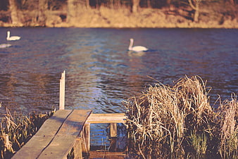 Serene River Scene with Swans and Wooden Dock