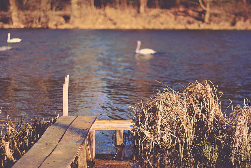 Serene River Scene with Swans and Wooden Dock