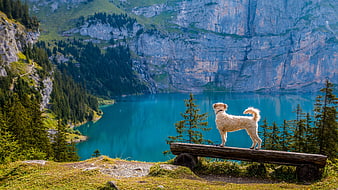 Dog on Bench Overlooking Turquoise Mountain Lake