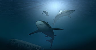 3D sharks swimming over sunken airplane wreck underwater