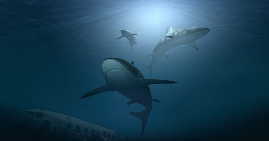 3D sharks swimming over sunken airplane wreck underwater