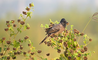 Red-vented Bulbul perched on wild plant with seed pods