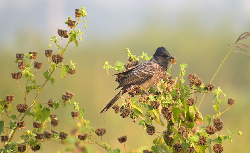 Red-vented Bulbul perched on wild plant with seed pods